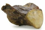 Huge Fossil Mosasaur (Tylosaurus) Vertebra - Texas #377821-4